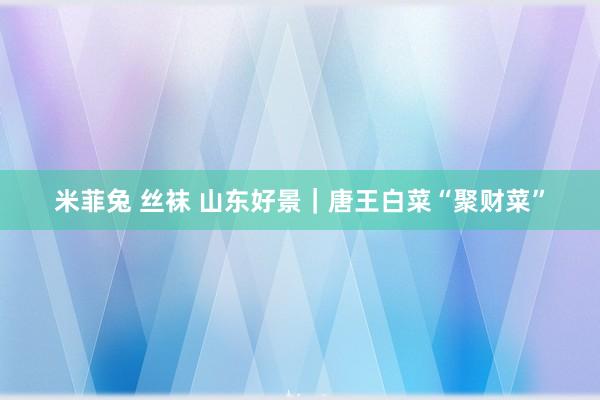 米菲兔 丝袜 山东好景｜唐王白菜“聚财菜”
