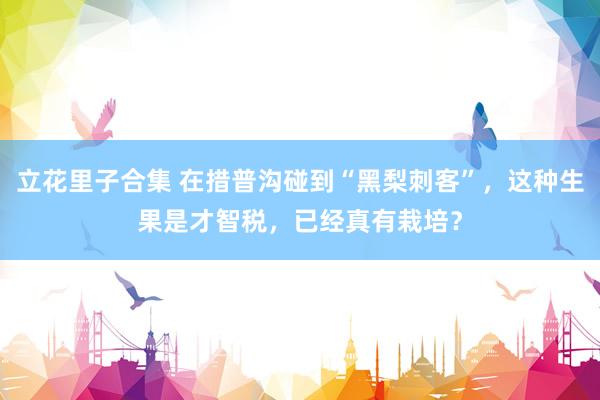立花里子合集 在措普沟碰到“黑梨刺客”，这种生果是才智税，已经真有栽培？