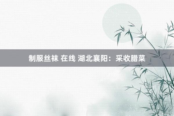 制服丝袜 在线 湖北襄阳：采收腊菜